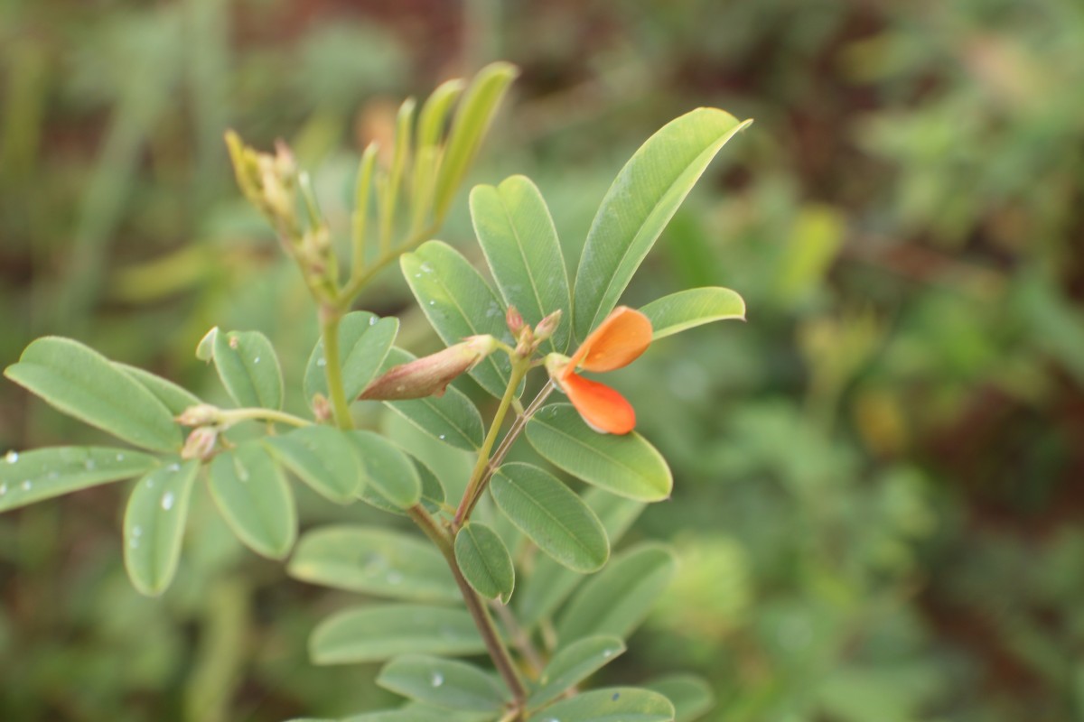 Tephrosia tinctoria (L.) Pers.